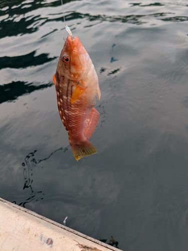 ベラの釣果