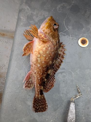 カサゴの釣果