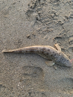 マゴチの釣果