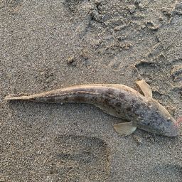 マゴチ