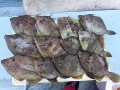 カワハギの釣果