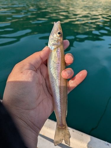 キスの釣果