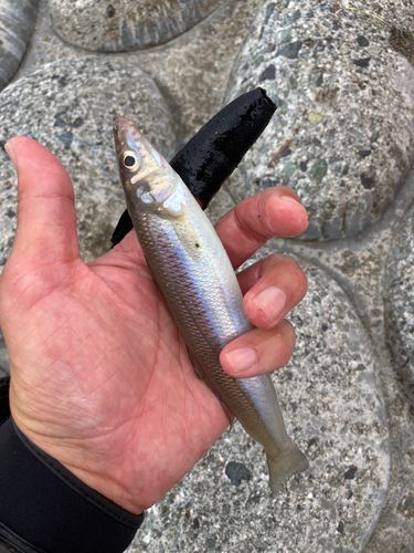 キスの釣果