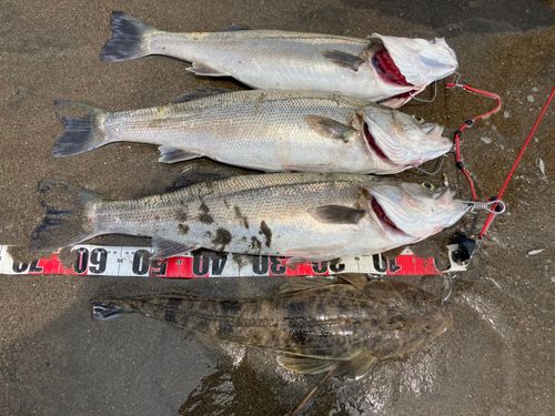 シーバスの釣果