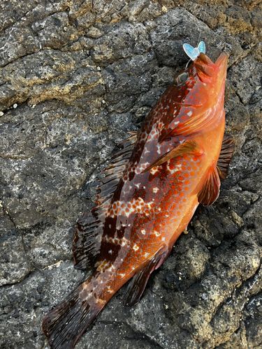 キジハタの釣果