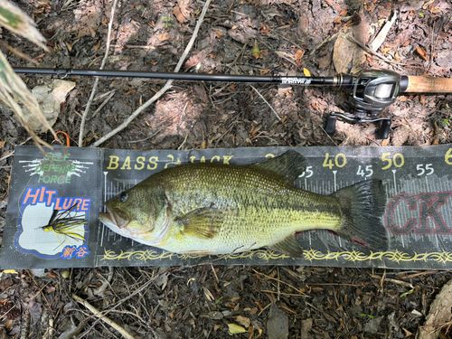 ブラックバスの釣果