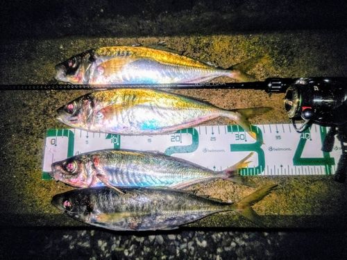 アジの釣果