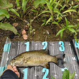 スモールマウスバス