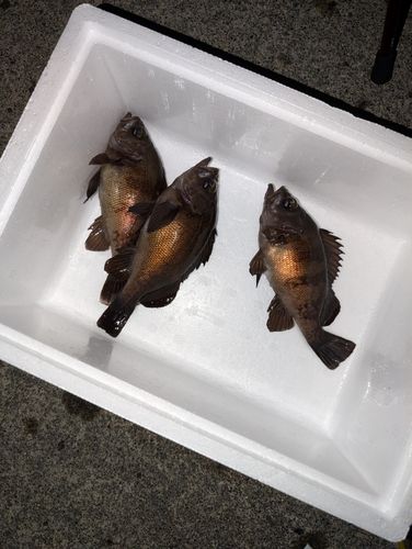 マルタウグイの釣果