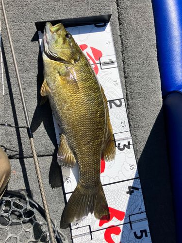 スモールマウスバスの釣果