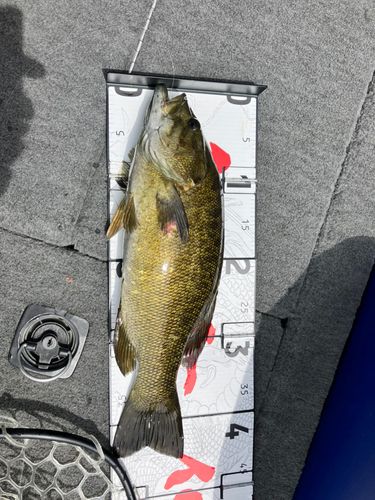 スモールマウスバスの釣果