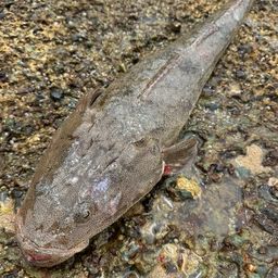 マゴチ