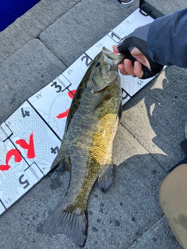 スモールマウスバスの釣果