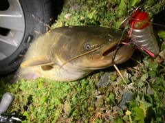 ナマズの釣果