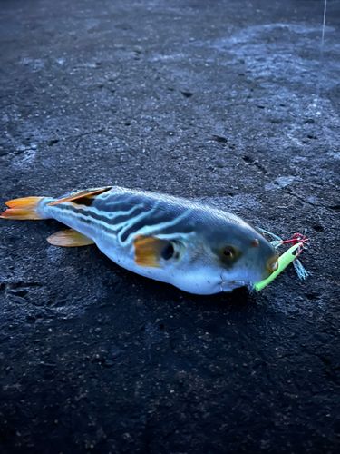 シマフグの釣果