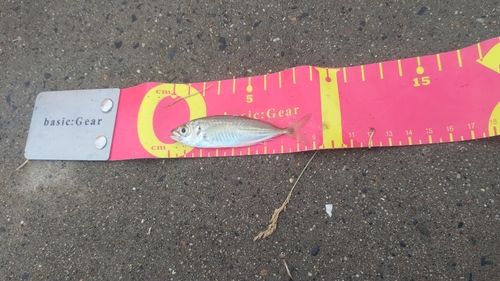 マアジの釣果