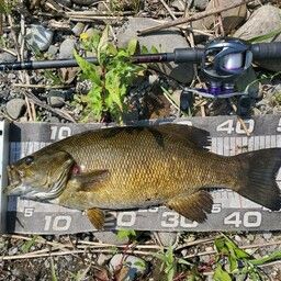 スモールマウスバス