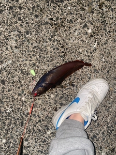 ドンコの釣果