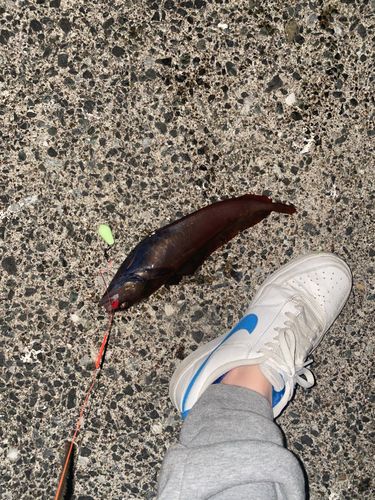 ドンコの釣果