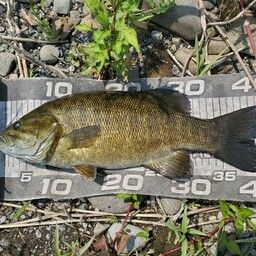 スモールマウスバス