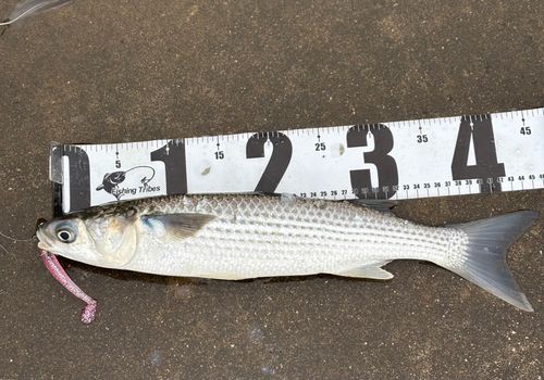 ボラの釣果