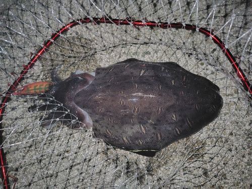 モンゴウイカの釣果