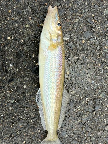 キスの釣果