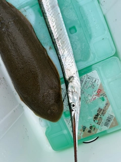 マゴチの釣果