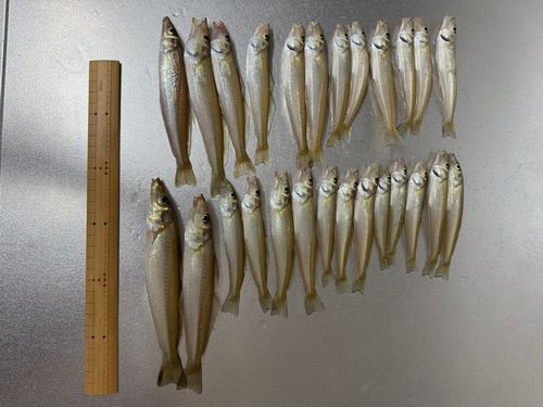 キスの釣果