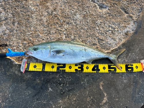 イナダの釣果
