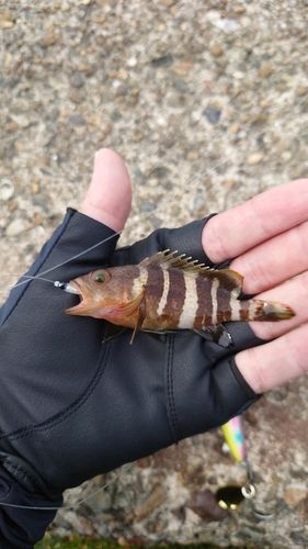 アオハタの釣果