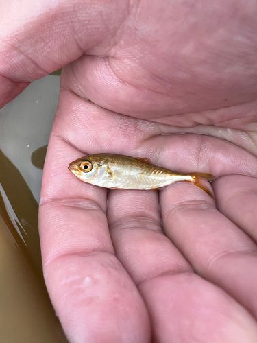 モジャコの釣果