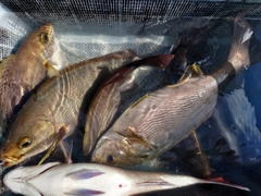 イサキの釣果