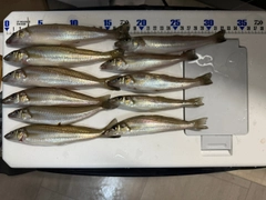 シロギスの釣果