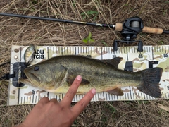 ラージマウスバスの釣果