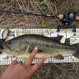 ラージマウスバス