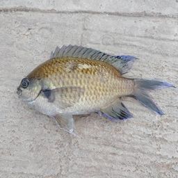 サバ