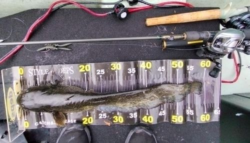 ナマズの釣果