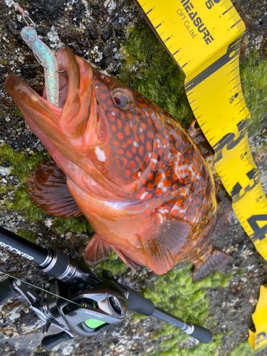 キジハタの釣果