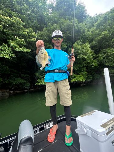 ブルーギルの釣果