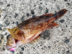 ガシラの釣果