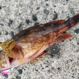 ガシラ