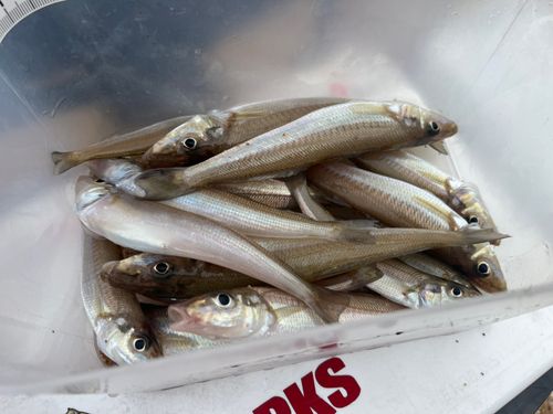 キスの釣果
