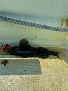アイナメの釣果