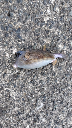 ウミスズメの釣果
