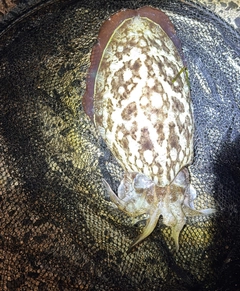 モンゴウイカの釣果