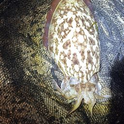 モンゴウイカ
