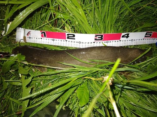 マナマズの釣果