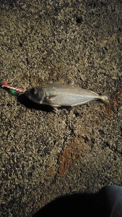メアジの釣果