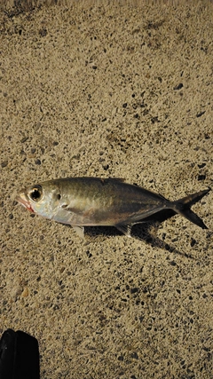 メアジの釣果